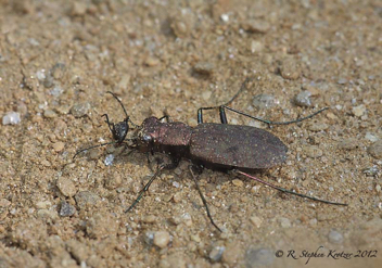 Cylindera unipunctata